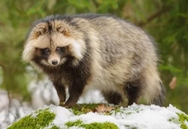 A tanuki standing on a snowy hill